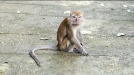 Ketemu Monyet di Gunung Padang