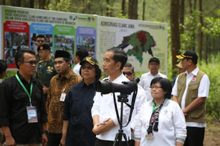 Presiden Jokowi Lepasliarkan Sepasang Elang Jawa dan Tanam Pulai di TNGM Jurang Jero 